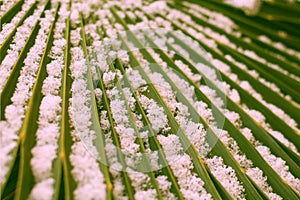 Snowflakes on a frozen green palm leaf close up
