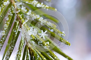 Snowflakes on a spruce branch close-up. Macro photo.