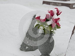 Snowflowers3