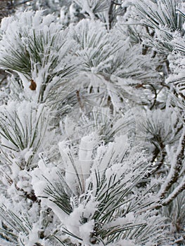 Snowfrost on pine tree