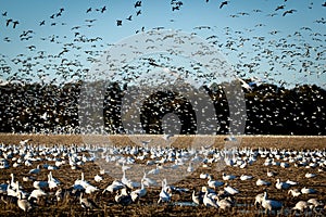 Snowgeese Flying In