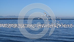 Snowgeese Landing on the Salish Sea 4K UHD