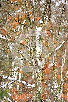 Snowi on an oak tree, winter concept