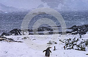 Snowing Gentoo Penguins Highway Whaling Camp Mikkelsen Harbor Antarctica