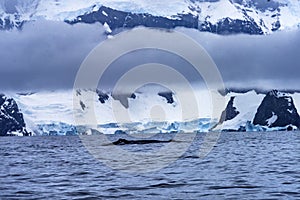 Snowing Humpback Whale Snow Mountains Glaceirs Charlotte Harbor Antarctica