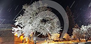 Snowing at lake tahoe night snow covered tree