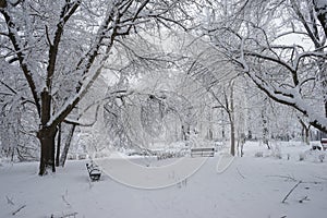 Snowing landscape