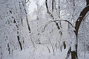 Snowing landscape