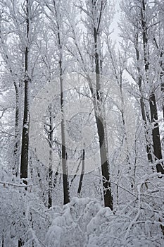 Snowing landscape