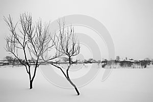 Snowing landscape