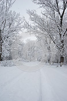 Snowing landscape