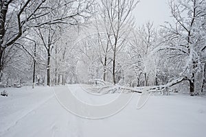 Snowing landscape