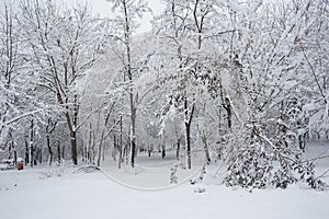 Snowing landscape