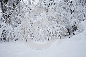 Snowing landscape