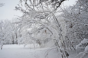 Snowing landscape