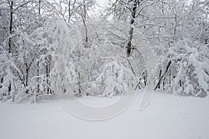 Snowing landscape