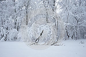 Snowing landscape