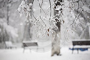 Snowing landscape. Details on the branches