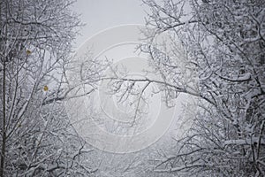 Snowing landscape. Details on the branches