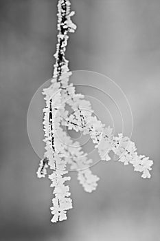 Snowing landscape. Details on the branches