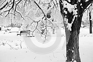 Snowing landscape in the park