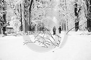 Snowing landscape in the park