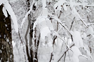 Snowing landscape in the park