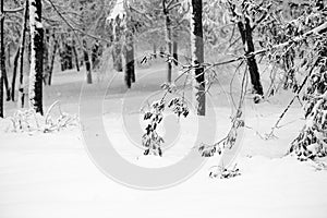 Snowing landscape in the park