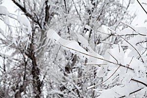 Snowing landscape in the park