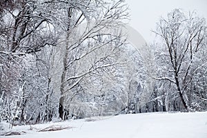 Snowing landscape in the park