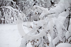 Snowing landscape in the park