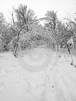 Snowing landscape in the park