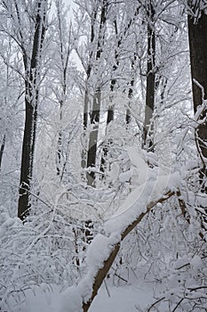 Snowing landscape in the park