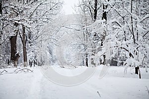 Snowing landscape in the park