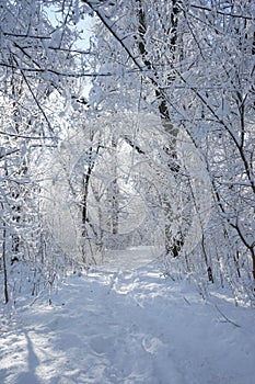 Snowing landscape in the park