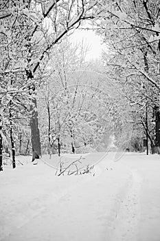 Snowing landscape in the park