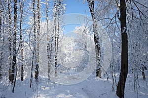 Snowing landscape in the park