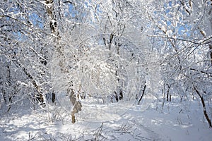 Snowing landscape in the park