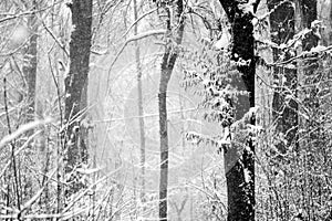 Snowing landscape in the park