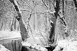 Snowing landscape in the park