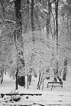 Snowing landscape in the park