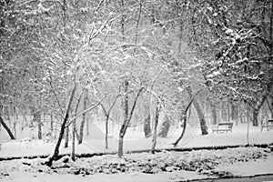 Snowing landscape in the park