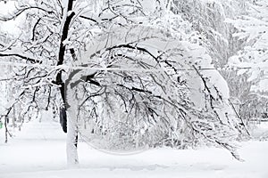 Snowing landscape in the park