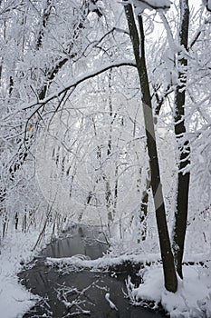 Snowing landscape in the park