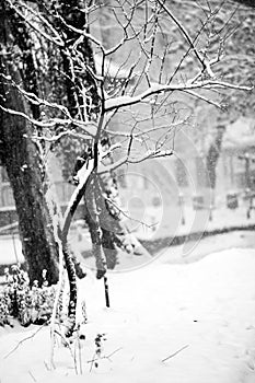 Snowing landscape in the park