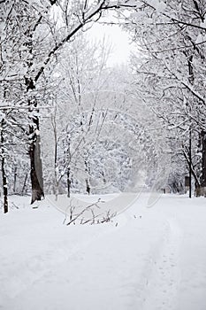 Snowing landscape in the park