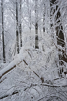 Snowing landscape in the park