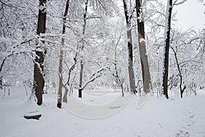 Snowing landscape in the park