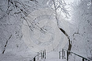 Snowing landscape in the park