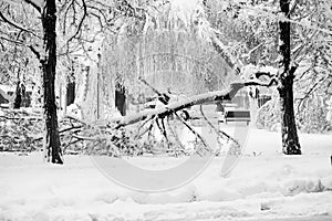 Snowing landscape in the park